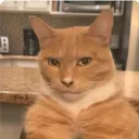 SarplanTheCat