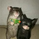 azalts