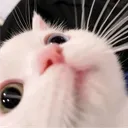 Awes