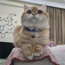 Meto The Deadly Meow