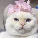 ' Mimi