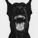 rott