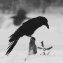 BlackRaven