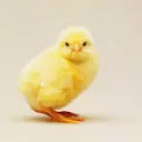 chicky09