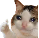 aglarkenokleyenkedi