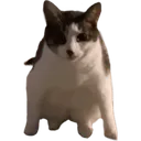 9519catstare