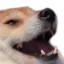 FunnyHaha1