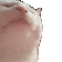 dans_kedi_yon