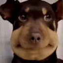 1844dogawkward