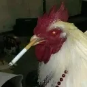 tavukcigara_keops