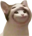catincat
