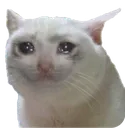 sadcat
