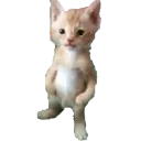 obeskedy