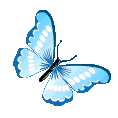 bluebutterfly