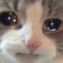 cat2