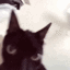 gifcat2