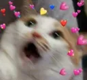 cat4