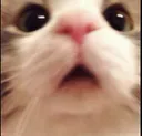 cat5