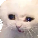cat7