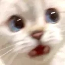 cat8