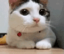 gifcat4