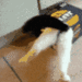 gifcat5