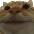_catnod_