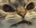 angrycat