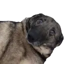 poncuk2