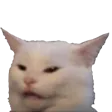 MemeSadWhiteCat