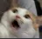 cats_sasrms