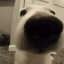 sniff