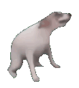 ozamandans