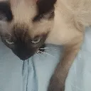 ellemeseverim