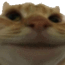 zatfvcatnope