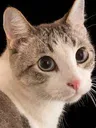 kedi