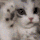 bomonti_kedi