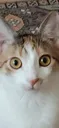 kedi