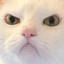 kizginvgrncy