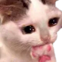 cat5_cry