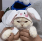 mrphss_tavankedy