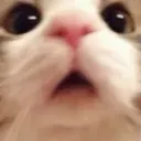 catmood