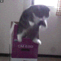 5818endlesslyfallingcat