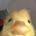 peekinglurkingduck