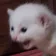 4789catsurprised
