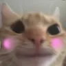meow_OwO