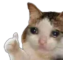sadcatok