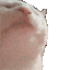 cat_gif_bopping