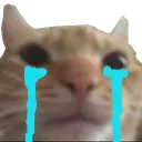 sucatcry