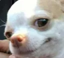 dogsatisfiedsmir